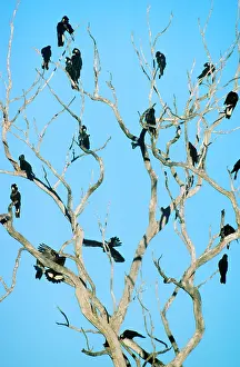 Branched: Long-billed Black Cockatoo - Flock perched in bare-branched
