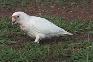 Tenuirostris: Long-billed Corella