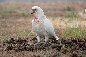 Tenuirostris: Long-billed Corella