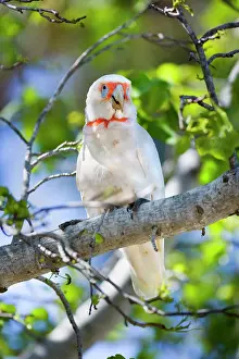 Tenuirostris: Long-billed Corella - adult female sitting on a