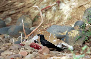Axis: Long-Billed Crow - Feeding on Spotted Deer kill (Axis axis)