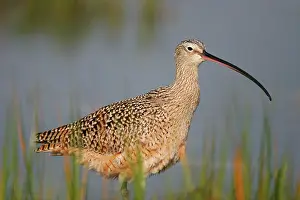 Curlews: Long-billed Curlew