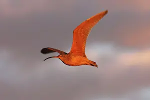 Curlews: Long-billed Curlew