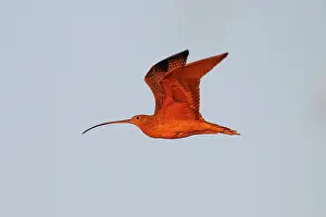 Curlews: Long-billed Curlew