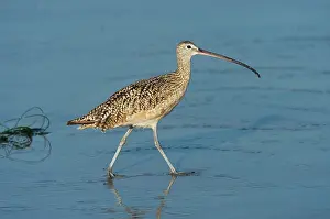 Numenius: Long-billed Curlew
