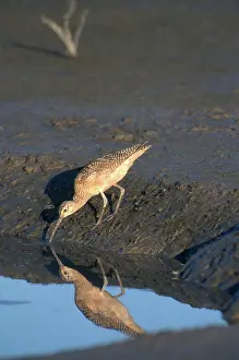 Numenius: Long-billed Curlew
