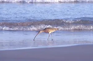 Numenius: Long-billed Curlew