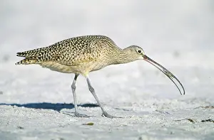 Numenius: Long-billed Curlew