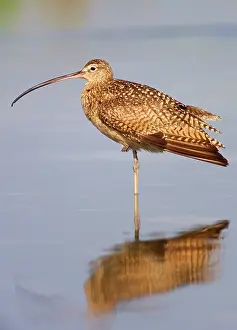 Petersburg: Long-billed Curlew