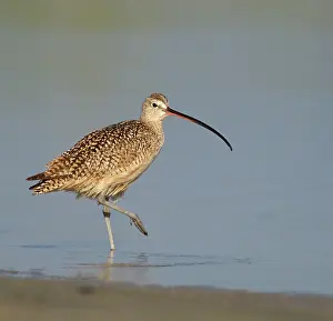 Petersburg: Long-billed Curlew