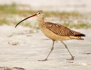 Petersburg: Long-billed Curlew