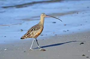 Numenius: Long-billed Curlew