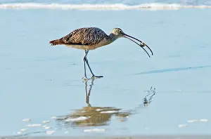 Numenius: Long-billed Curlew with crab