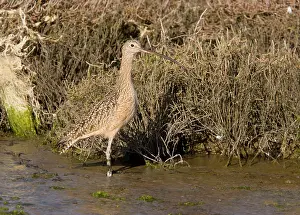 Saltmarsh: Long-billed Curlew - feeding in saltmarsh and mudflats
