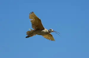 Numenius: Long-billed Curlew in flight