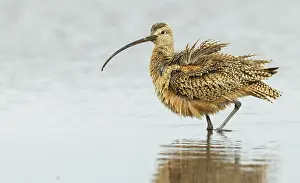 Oregon: Long-billed curlew fluffing out his feathers while foraging