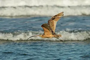 Numenius: Long-billed Curlew flying over the surf