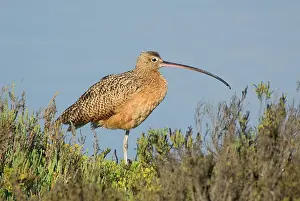 Numenius: Long-billed Curlew (Numenius americanus)