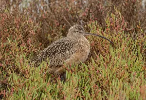 Brackish: Long-billed curlew, Numenius americanus, feeding