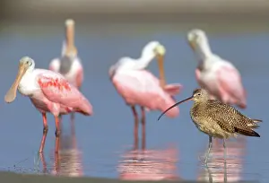 Spoonbills: Long-billed Curlew with Roseate Spoonbills