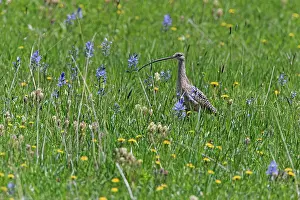 Numenius: Long-billed Curlew - in water meadow Grays Lake