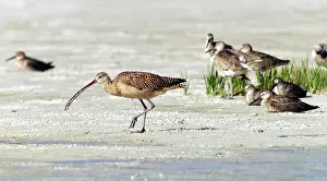 Petersburg: Long-billed Curlew and Willets