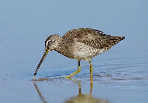 Dowitchers: Long-billed Dowitcher
