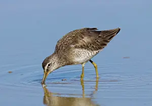 Dowitchers: Long-billed Dowitcher