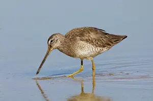 Dowitchers: Long-billed Dowitcher
