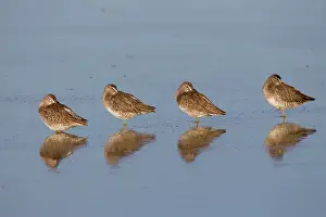 Dowitchers: Long-billed Dowitcher