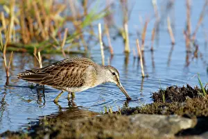 Limnodromus: Long-billed Dowitcher