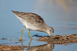 Limnodromus: Long-billed Dowitcher