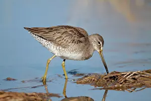 Limnodromus: Long-billed Dowitcher