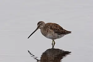 Limnodromus: Long-billed Dowitcher