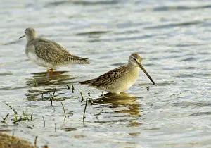 Dowitchers: Long-billed Dowitcher - feeding