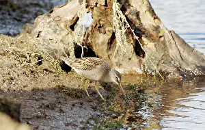 Dowitchers: Long-billed Dowitcher - feeding