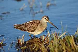 Limnodromus: Long-billed Dowitcher - feeding on migration