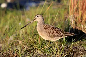 Limnodromus: Long-billed Dowitcher - feeding on migration