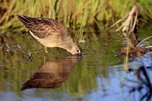 Dowitcher: Long-billed Dowitcher - feeding on migration