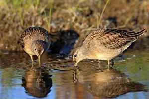 Limnodromus: Long-billed Dowitcher - feeding on migration