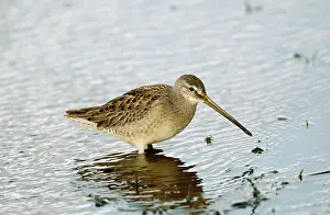 Dowitchers: Long-billed Dowitcher - feeding vagrant