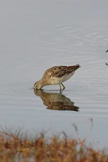 Limnodromus: Long-billed Dowitcher Hunting