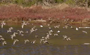 Dowitchers: Long-billed Dowitchers - flock in flight