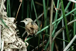 Sid Roberts: Long-billed Marsh Wren