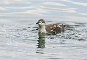 Perdix: Long-billed Murrelet - in water