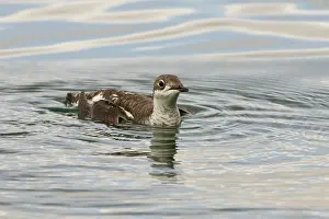 Perdix: Long-billed Murrelet - in water