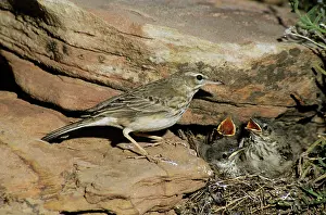Pipits: Long-billed / Nicholson's Pipit - at nest with young