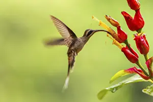 Hummingbird: Long-billed Shadow Hummingbird (Phaethornis longirostris)