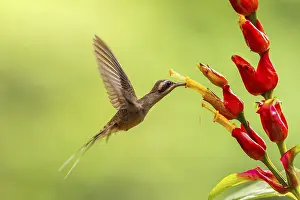 Hummingbird: Long-billed Shadow Hummingbird (Phaethornis longirostris)
