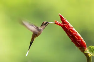 Hummingbird: Long-billed Shadow Hummingbird (Phaethornis longirostris)